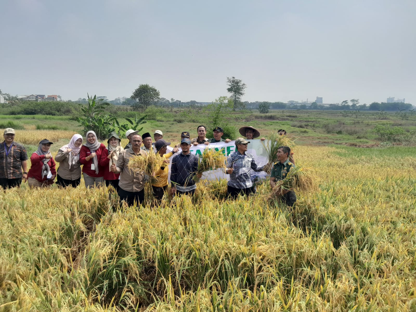 Dukung Ketahanan Pangan, Babinsa Laksanakan Ubinan Panen Padi