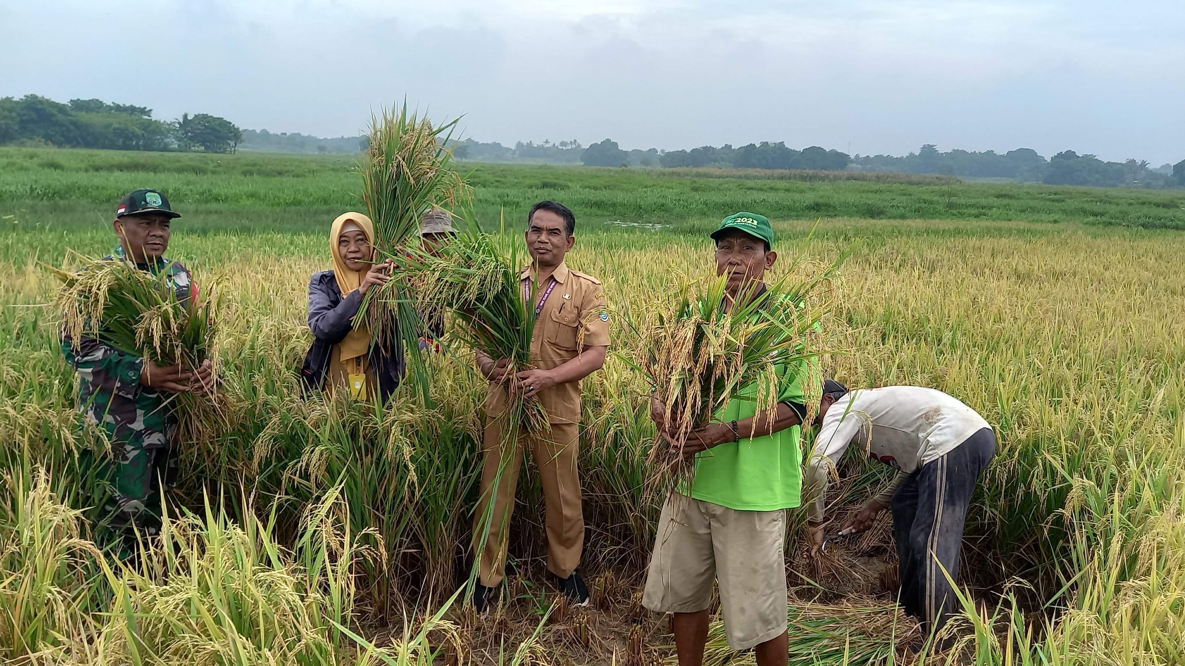 Ketahanan Pangan, Babinsa Melaksanakan Ubinan Panen Padi